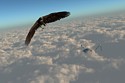 00972 RS - Avian Avenger